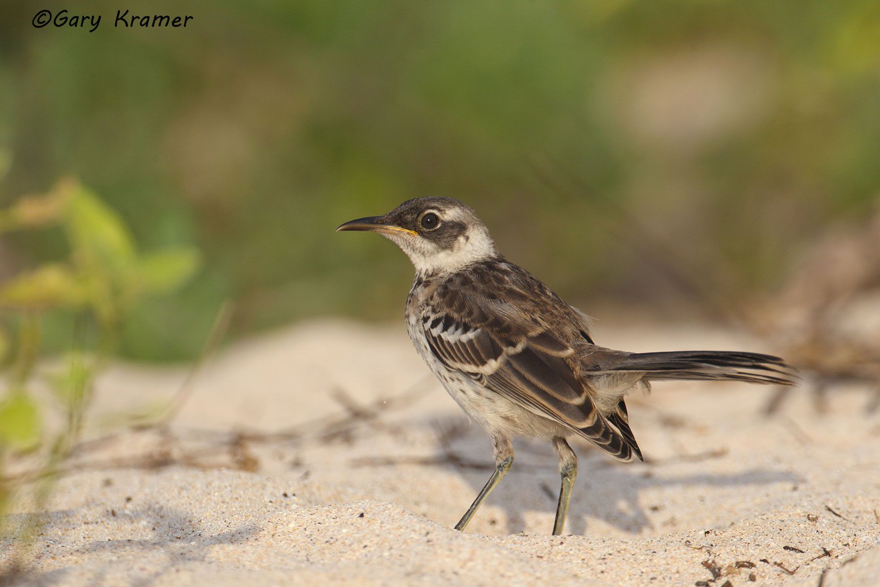 Galapagos Mockingbird (Nesomimus parvulus) - SBMg#037d.jpg