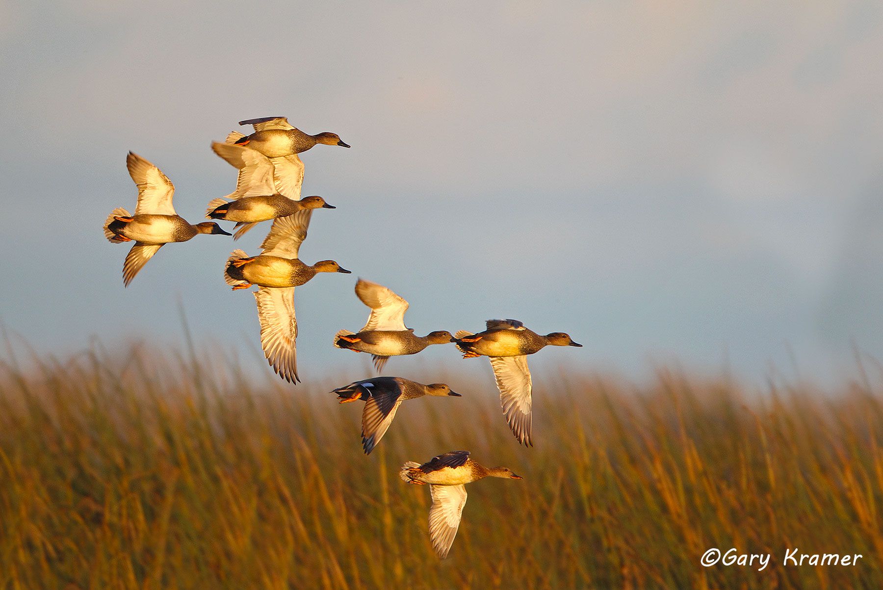 Gadwall (Mareca strepera) Gadwall (Mareca strepera) - NBWG#1652d