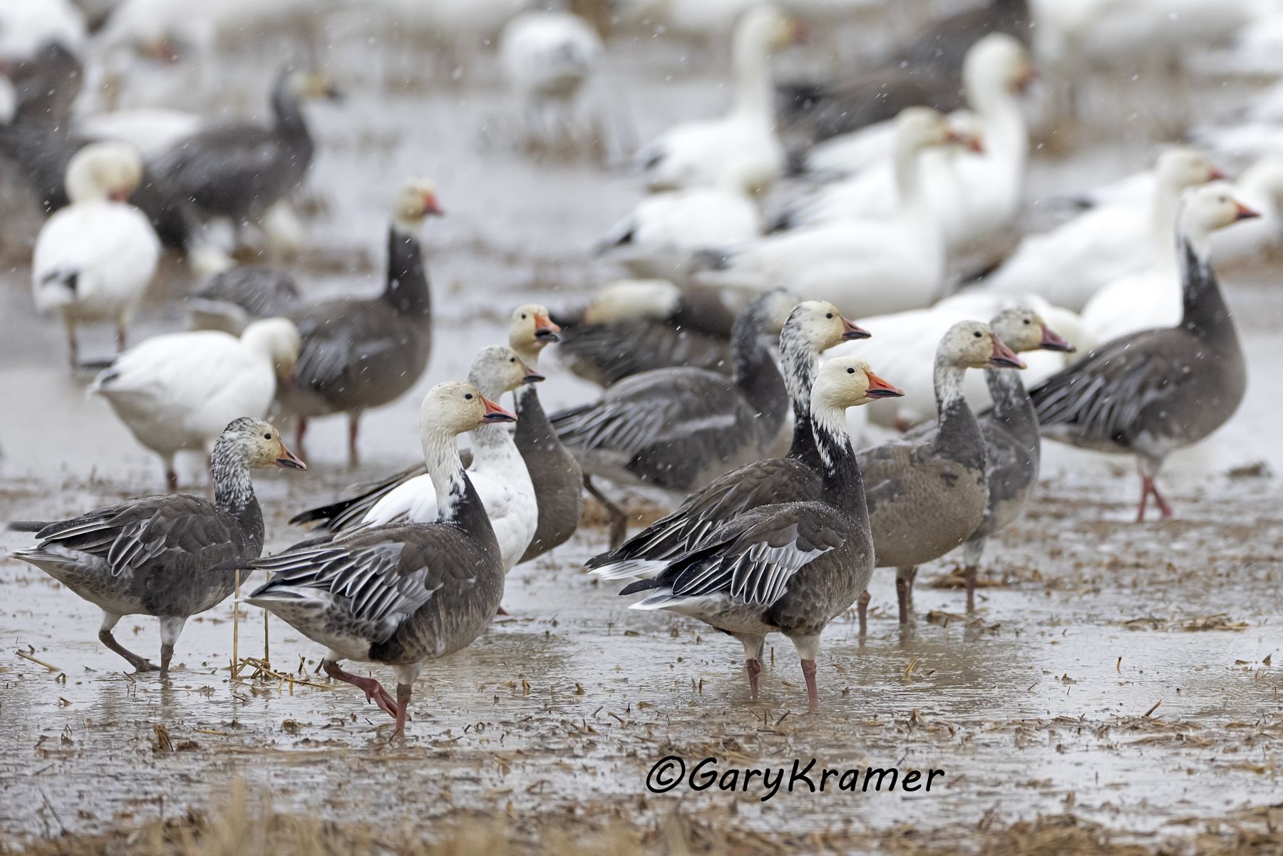 Lesser Snow Goose (Anser caerulescens) - NBWSg#3172d