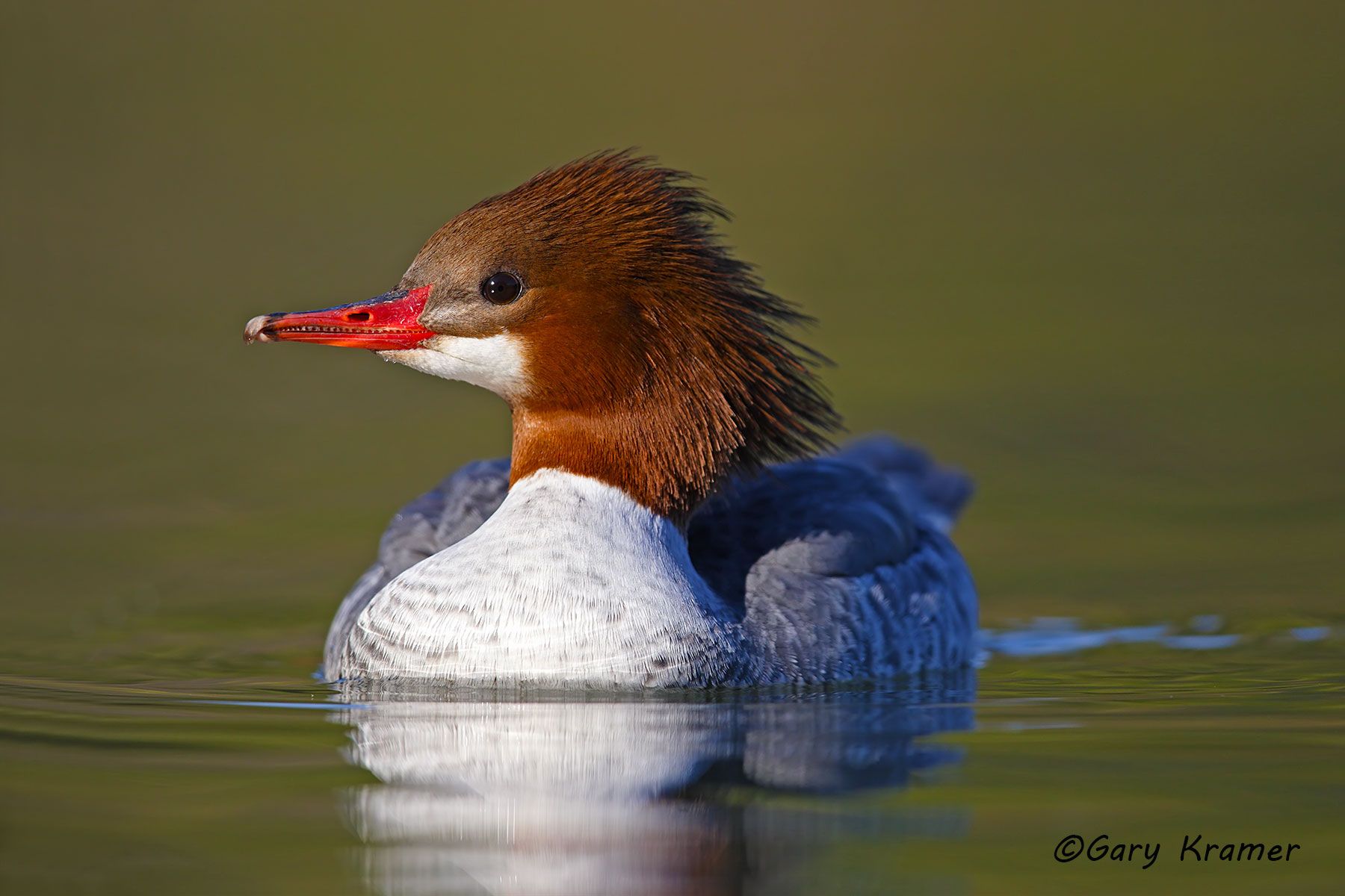 Common Merganser (Mergus merganser) Common Merganser (Mergus merganser) - NBWMc#225d