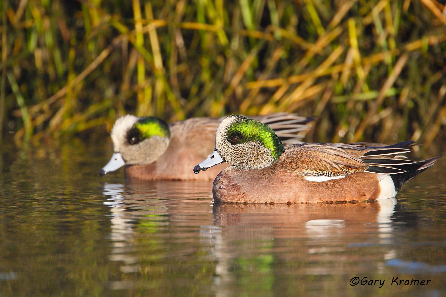 American Wigeon (Mareca americana) by GaryKramer.net, 530-934-3873, gkramer@cwo.com American Wigeon (Mareca americana) - NBWW#670d
