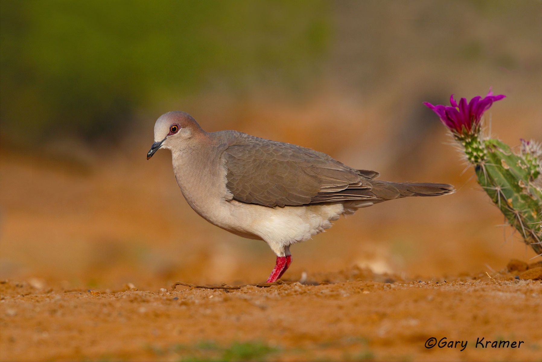 White-tipped Dove (Leptotila verreauxi) - NBDWt#076d