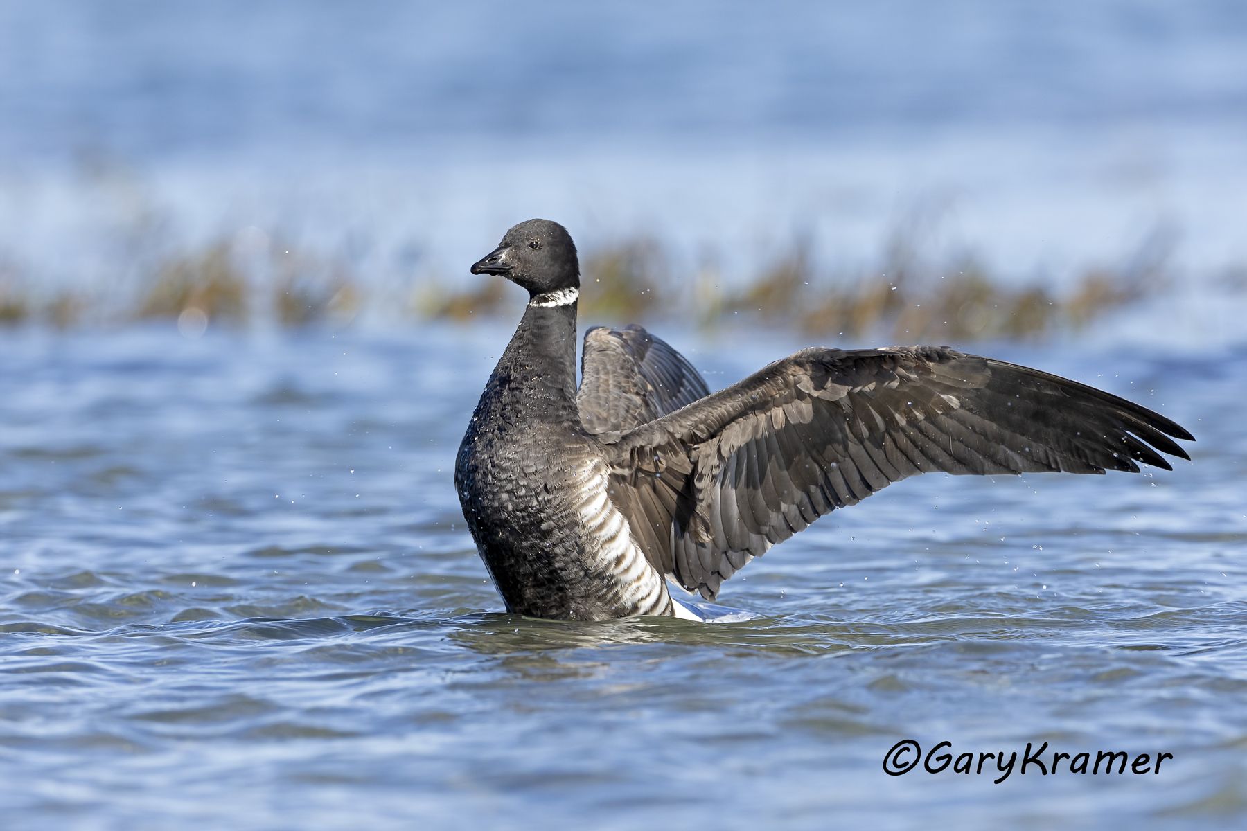 Black (Pacific) Brant (Branta bernicla nigricans) - NBWBp#1765d
