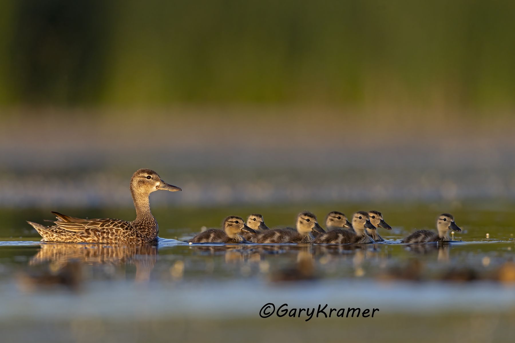 Blue-winged Teal (Anas discors) - NBWTb#1749d(2)