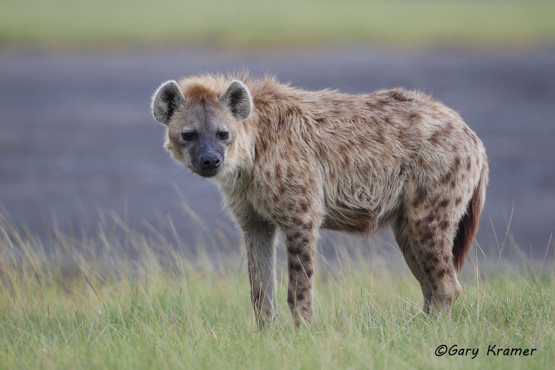 Spotted Hyaena (Crocuta crocuta) - AMPH#111d.jpg
