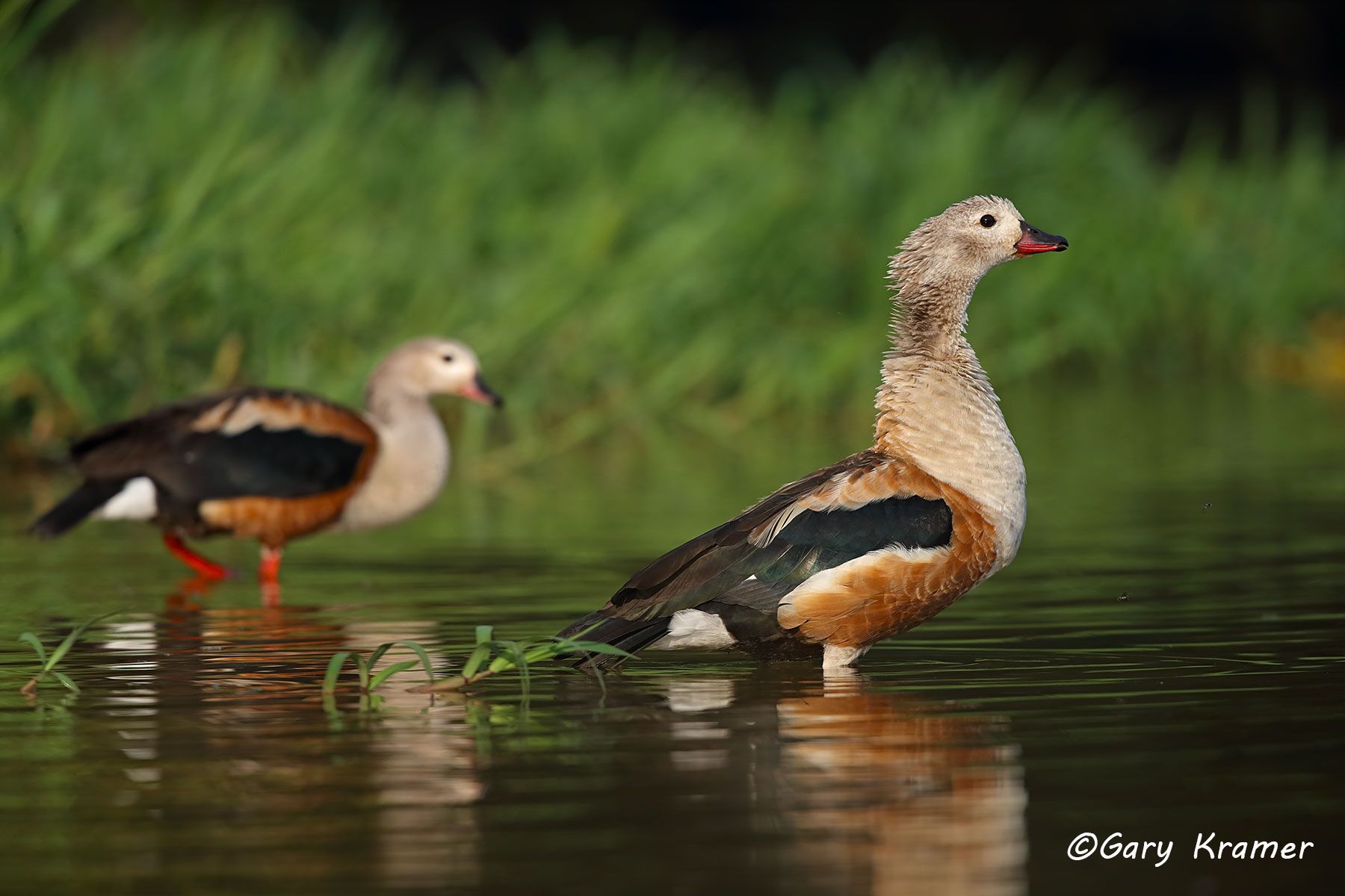 Orinoco Goose (Neochen jubata) Bolivia - SBWGo#168d