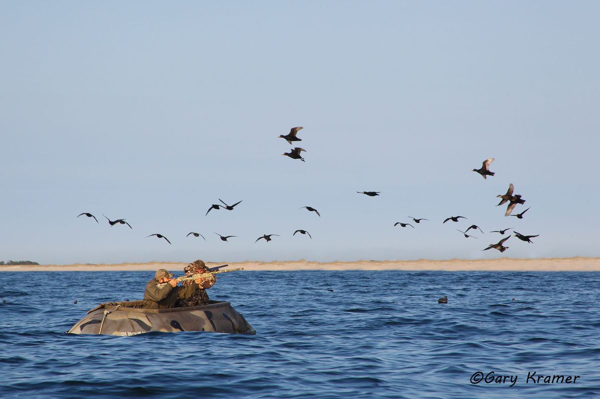 A Ducks Unlimited Guide to Hunting Diving & Sea Ducks - Gary Kramer  Photographer / Writer