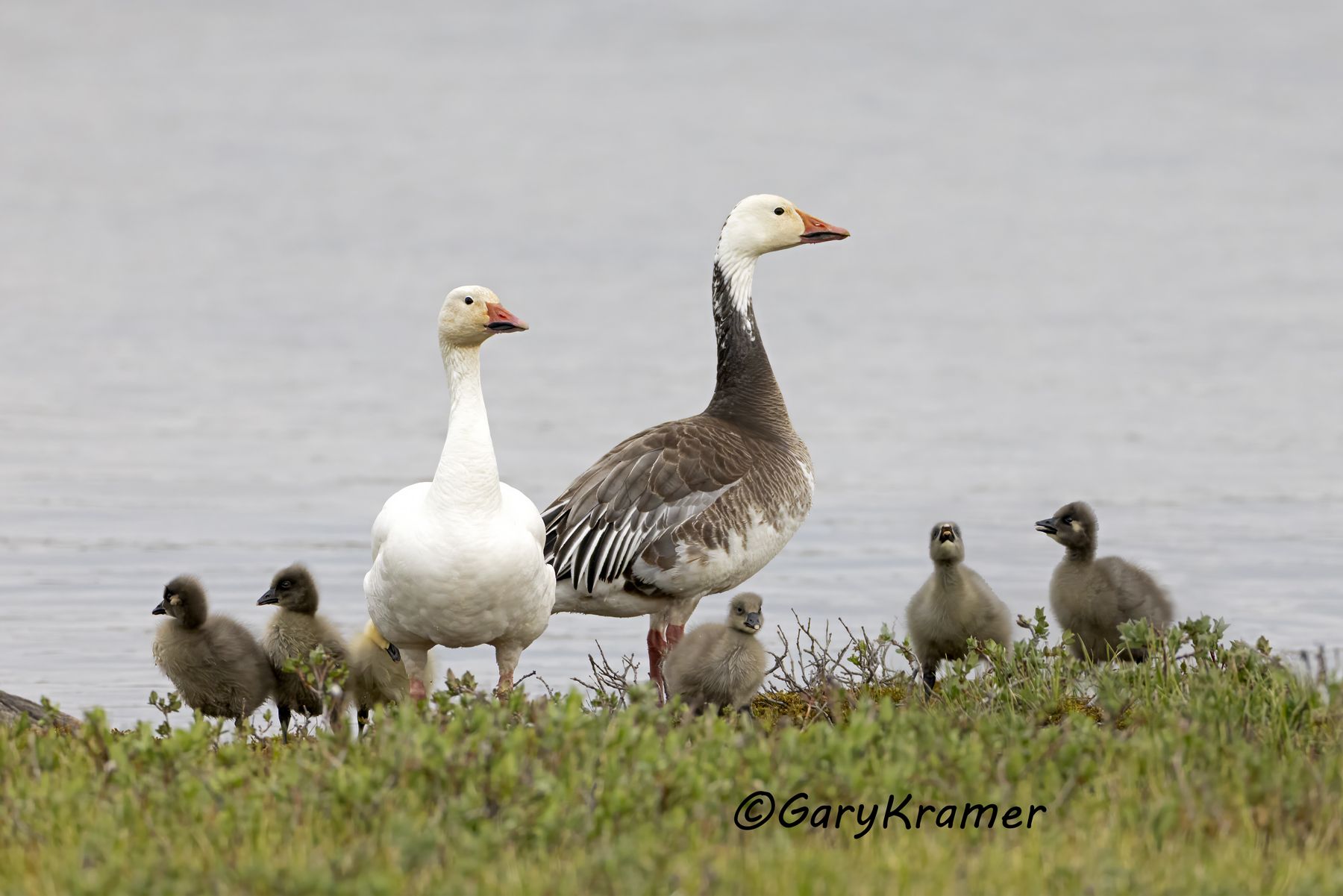 Lesser Snow Goose (Anser caerulescens) - NBWSg#3728d(2)