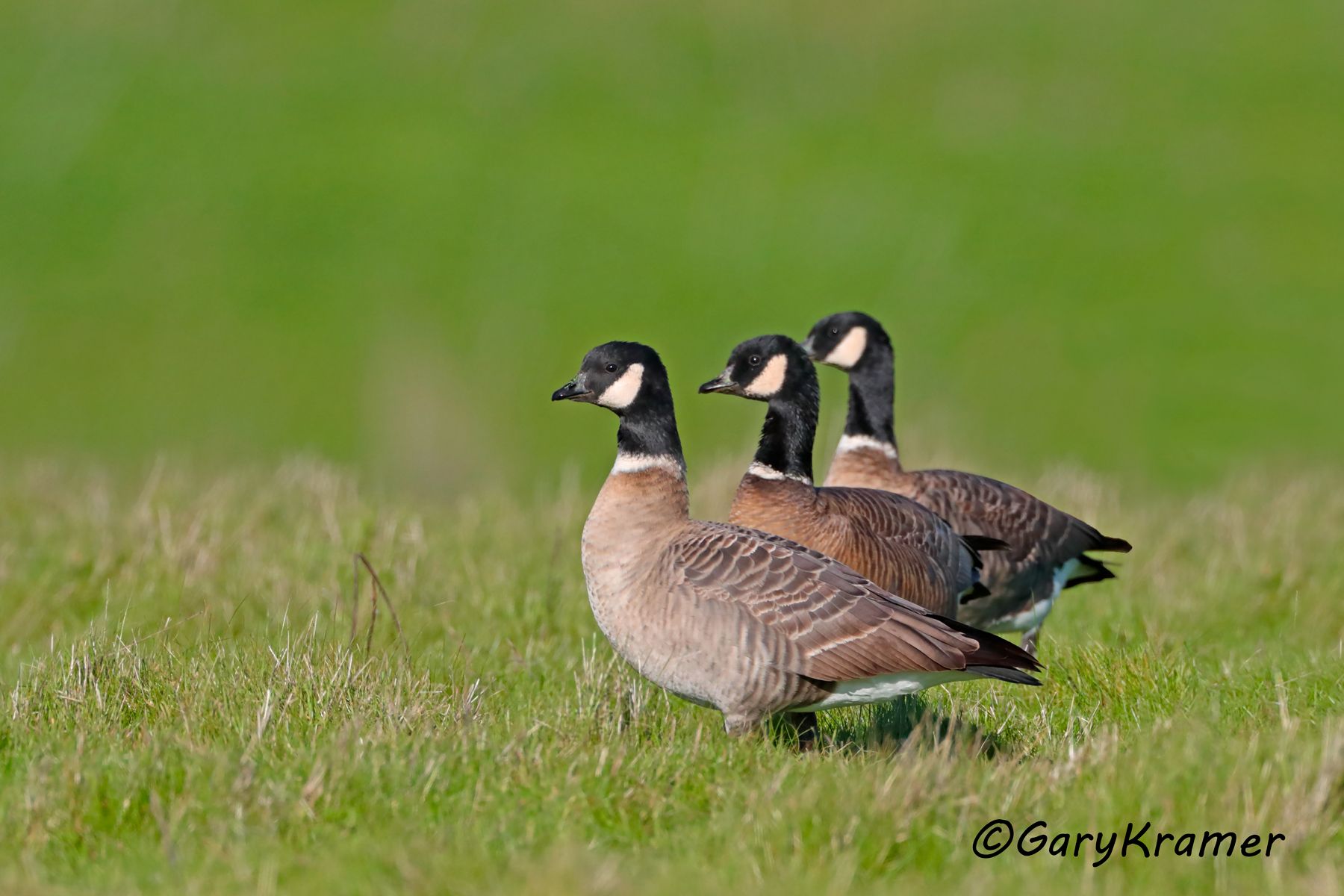 Aleutian Cackling Goose (Anser hutchinsii leucopareia) Cackling Goose (Aleutian) (Anser hutchinsii leucopareia) - NBWCa#150d
