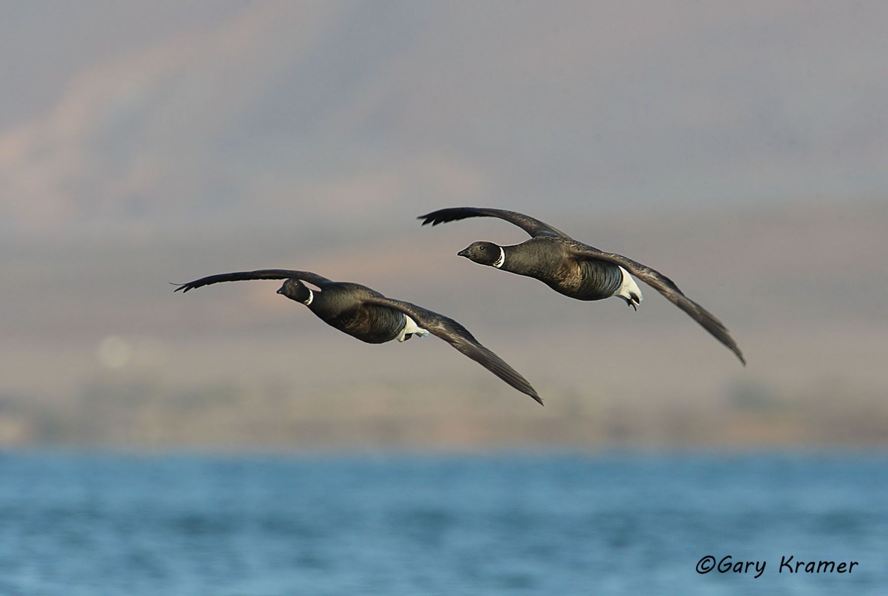 Black (Pacific) Brant (Branta bernicla nigricans) by GaryKramer.net, 530-934-3873, gkramer@cwo.com - Published: DU Jan/Feb 2014 Black (Pacific) Brant (Branta bernicla nigricans) - NBWBp#447d