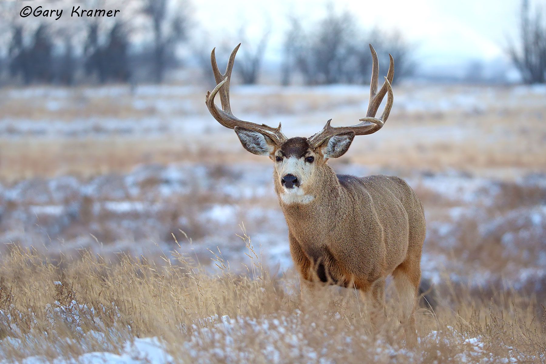 Mule Deer (Odocoileus hemionus hemionus) by GaryKramer.net, 530-934-3873, gkramer@cwo.com - Published: ASC Mule Deer Calendar 2015 Mule Deer (Odocoileus hemionus hemionus) - NMDM#2285d