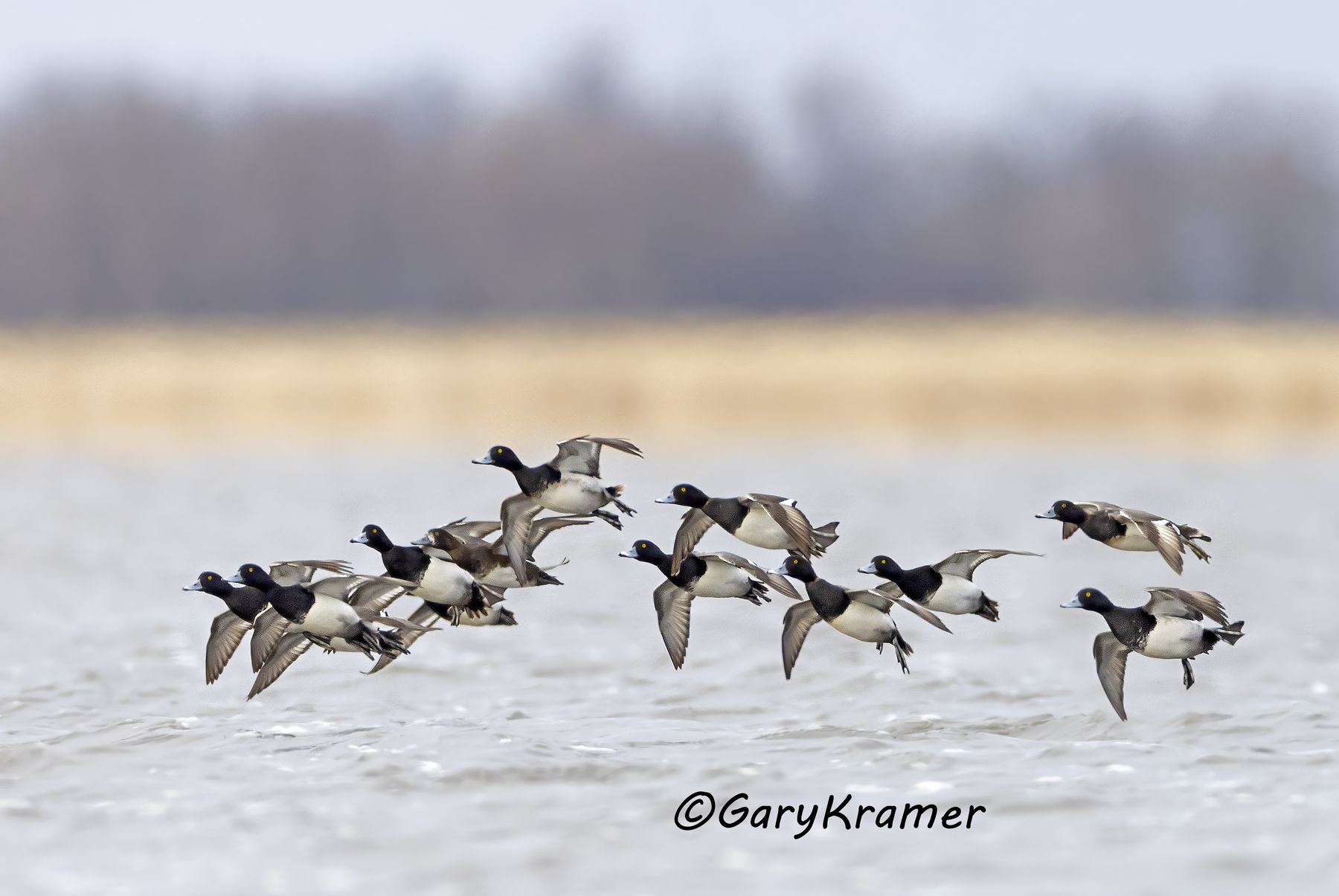 Lesser Scaup (Aythya affinis) - NBWSl#2199d(2)