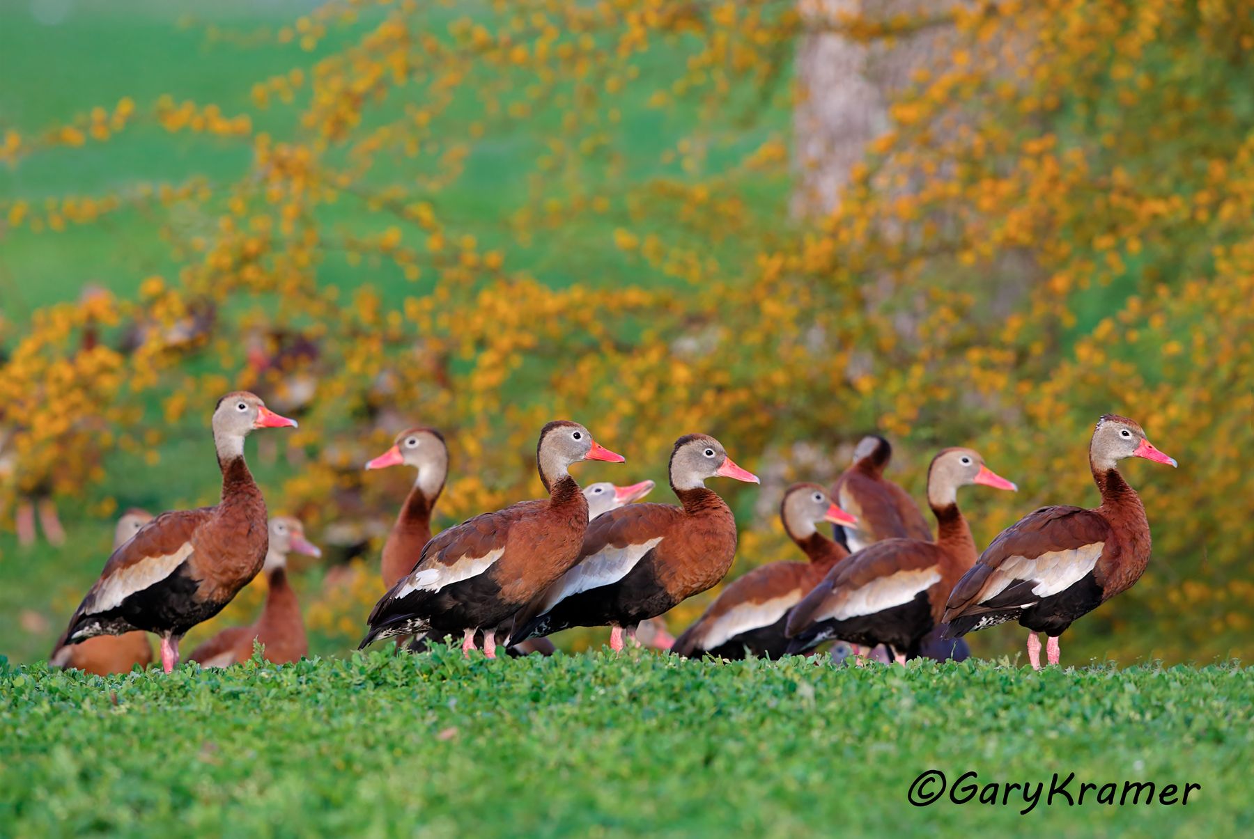 Black-bellied Whistling Duck (Dendrocygna autumnalis) - NBWBbw#352d