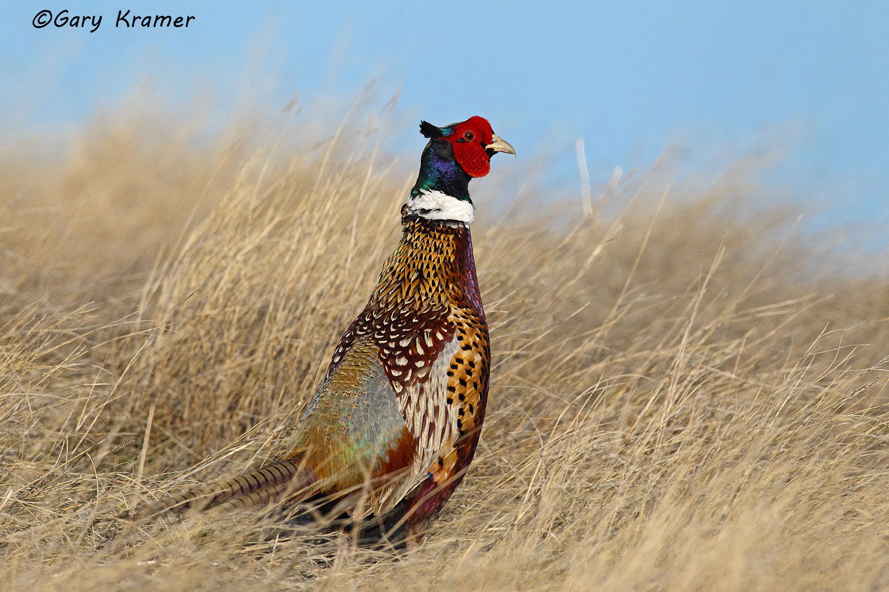 Ring-necked Pheasant (Phasianus colchicus) by GaryKramer.net, 530-934-3873, gkramer@cwo.com Ring-necked Pheasant (Phasianus colchicus) - NBGP#1522d