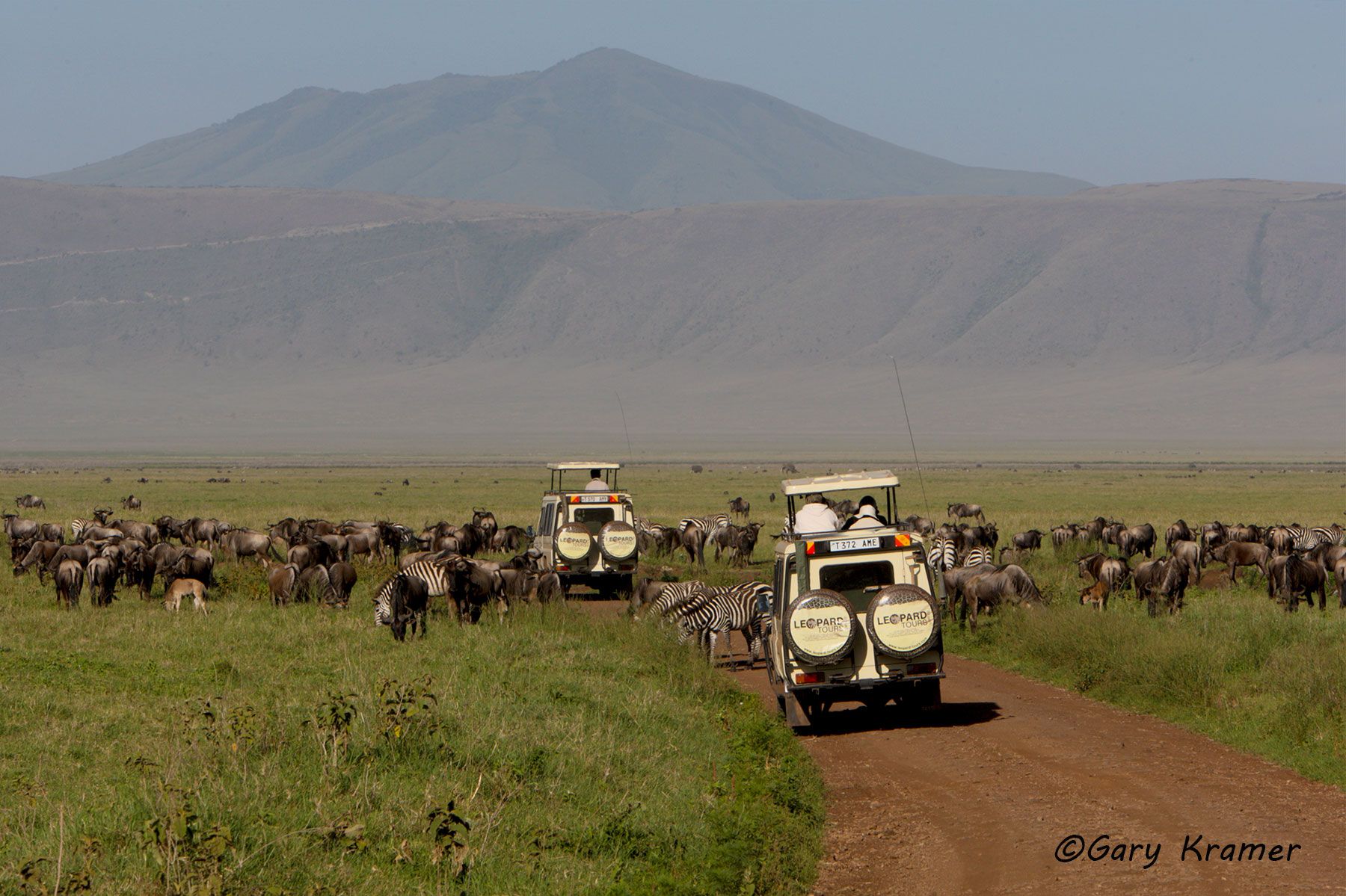 Wildebeest/Zebra with safari vehicle, East Africa - ATHwz#004d.jpg
