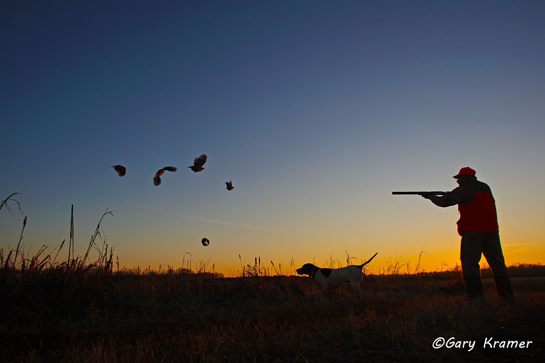 Hunter with Pointer shooting at flushing Bobwhite at sunrise/sunset Hunter with Pointer shooting at flushing Bobwhite at sunrise/sunset - NHQfbs#033d
