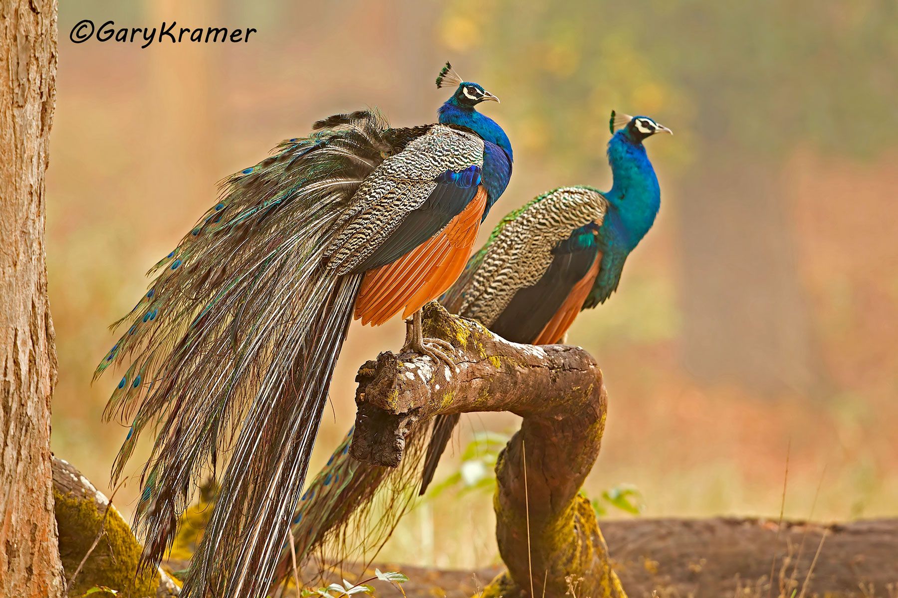 Indian (Common) Peafowl (Pavo cristatus) - AsBP#008d