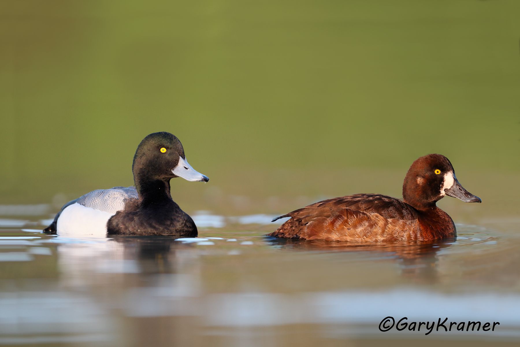 Greater Scaup (Aythya marila) - NBWSga#299d(2)