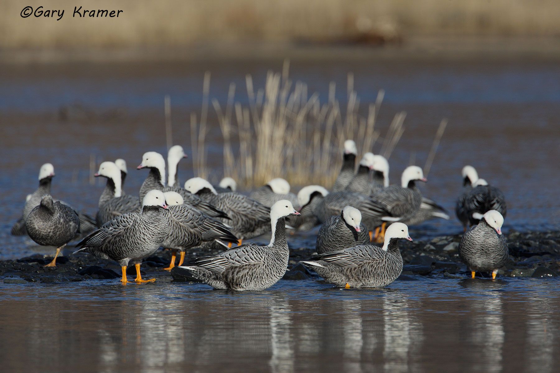 Emperor Goose (Anser canagicus) by GaryKramer.net, 530-934-3873, gkramer@cwo.com - Published: Puddler Winter 2016 Emperor Goose (Anser canagicus) - NBWEg#068d