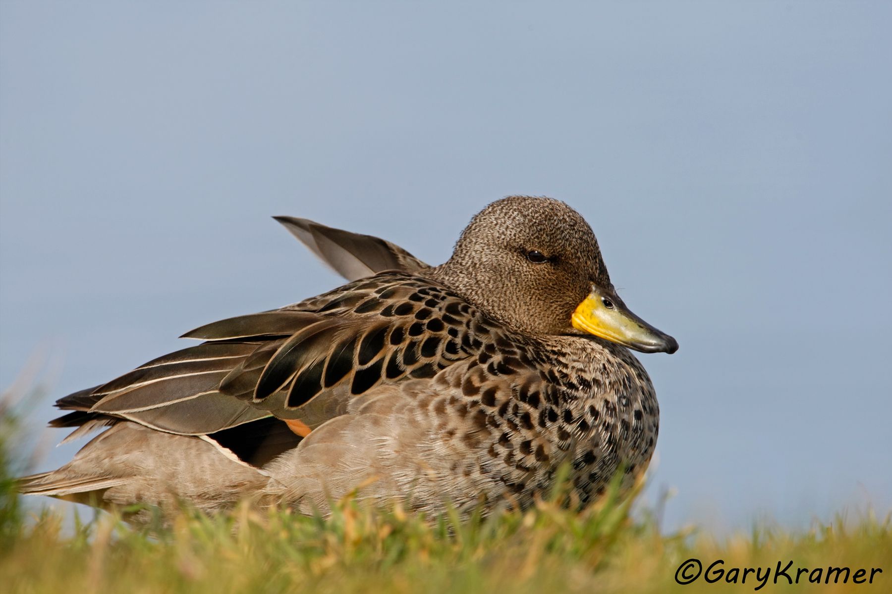 Yellow-billed Teal (Anas flavirostris) - SBWTs#035d (Argentina)