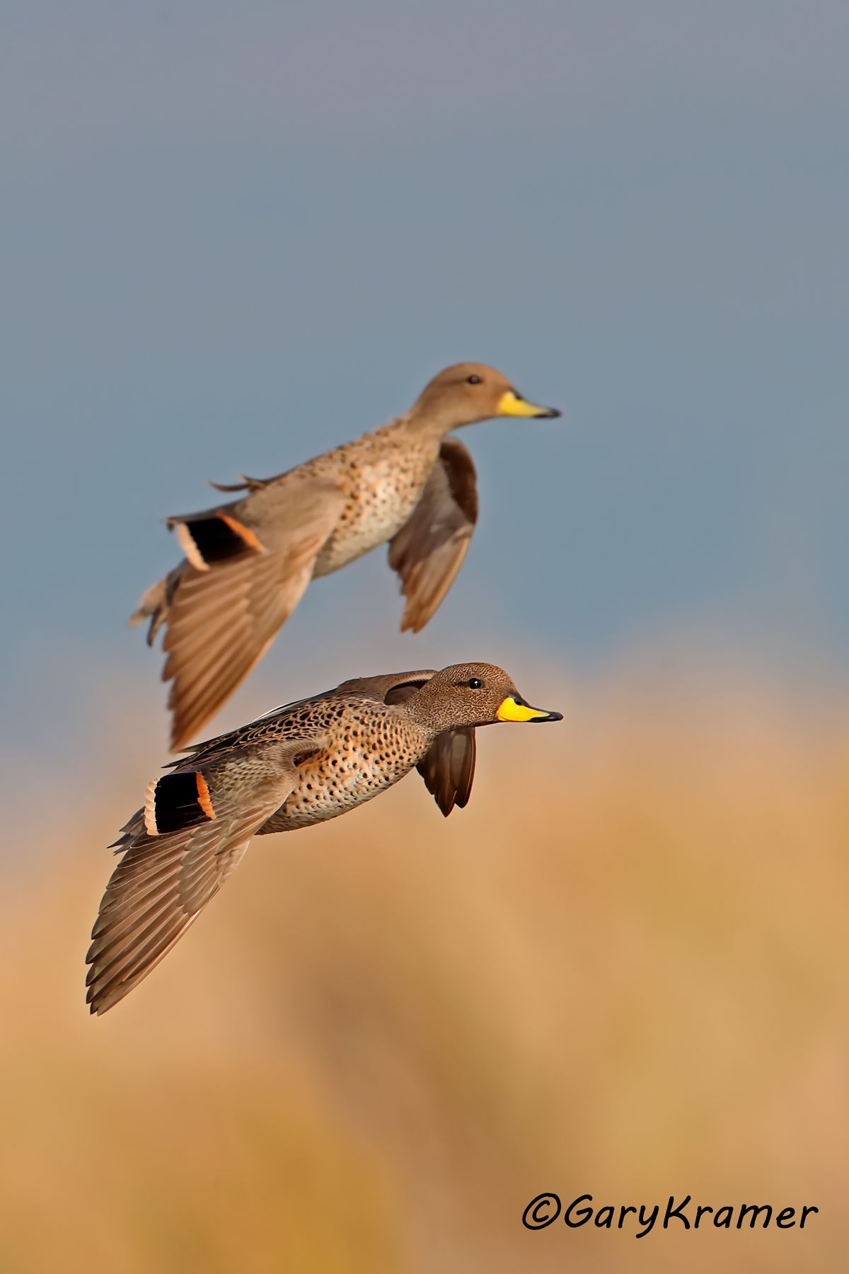 Yellow-billed Teal (Anas flavirostris) SBWTs#277d(2) (Argentina)