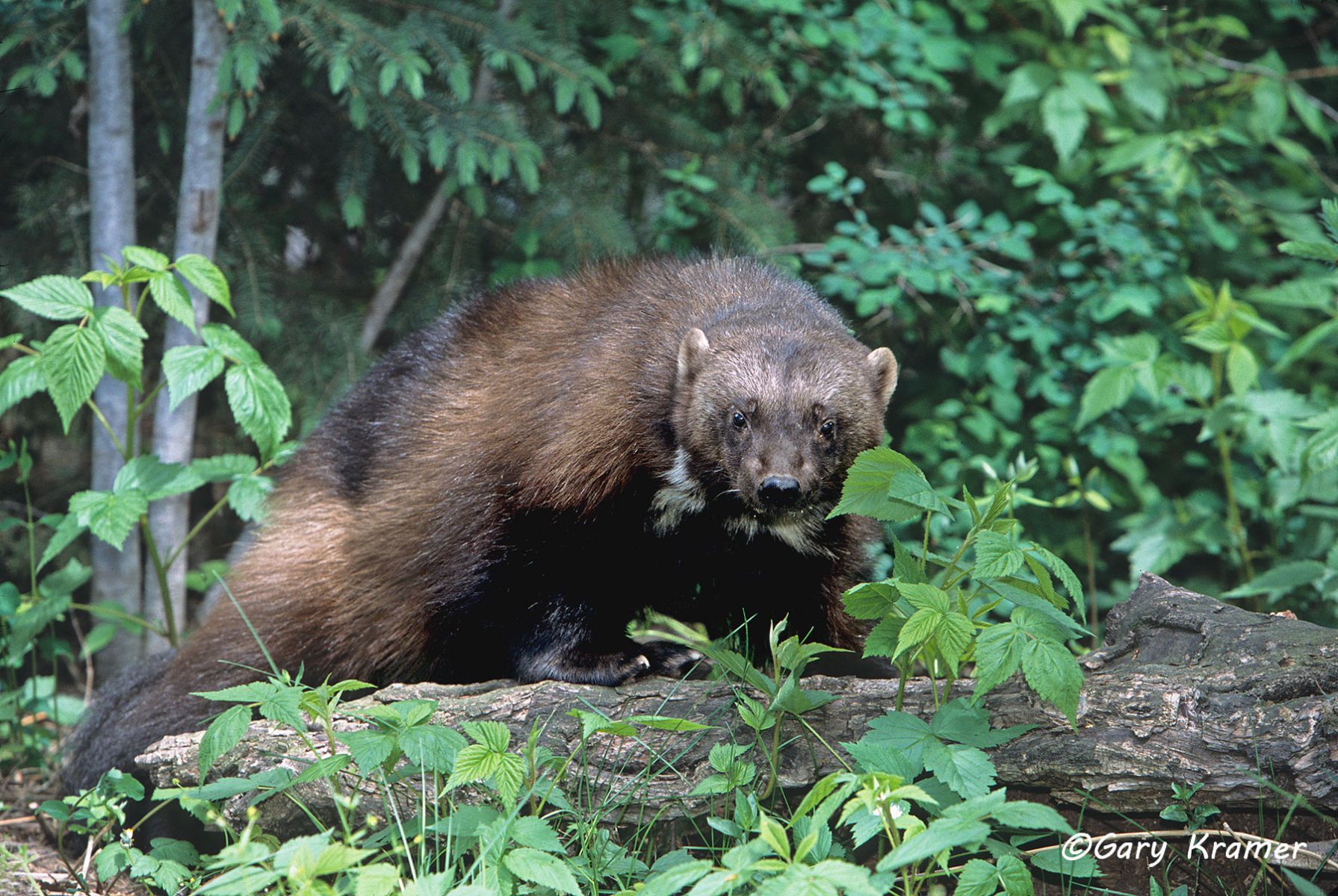 Wolverine (Gulo luscus) by GaryKramer.net, 530-934-3873, gkramer@cwo.com Wolverine (Gulo luscus) - NMMW#004
