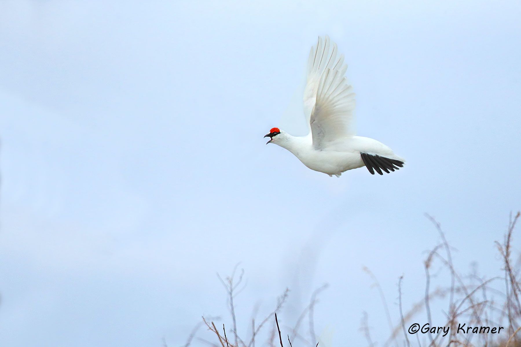Rock Ptarmigan (spring) (Lagopus mutus) - NBGPrs#425d.