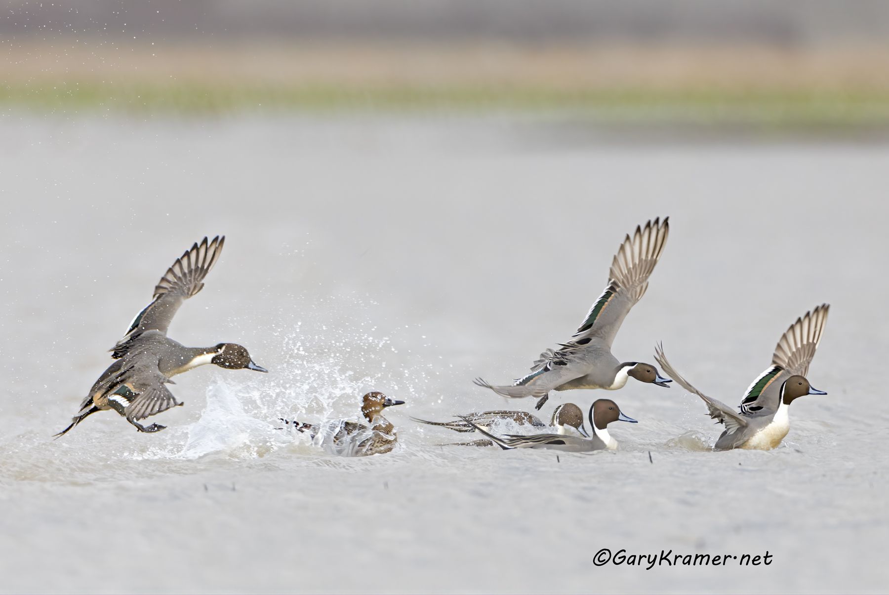 Northern Pintail (Anas acuta) - NBWP(c)#1261d(2)