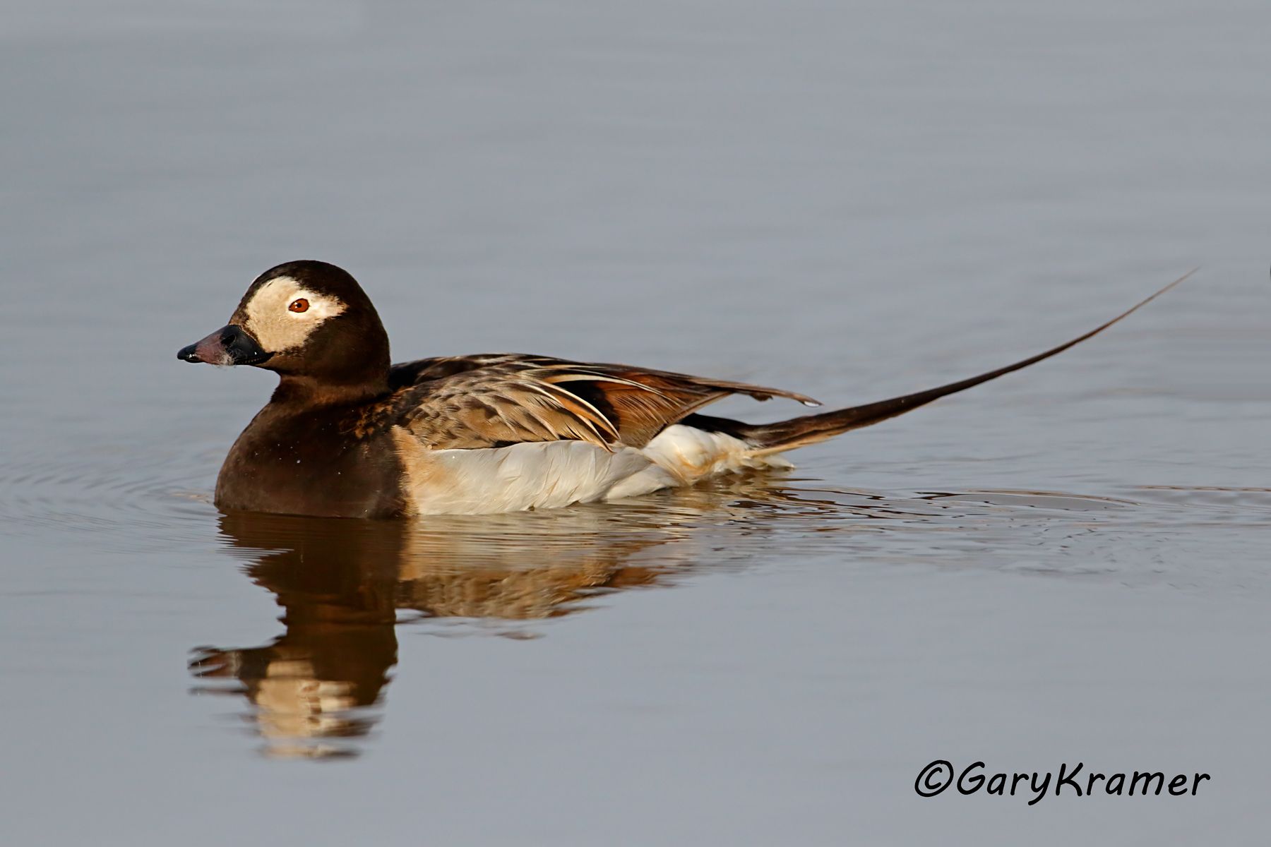 Long-tailed Duck (summer) (Clangula hyemalis) Long-tailed Duck (summer) (Clangula hyemalis) - NBWOs#197d