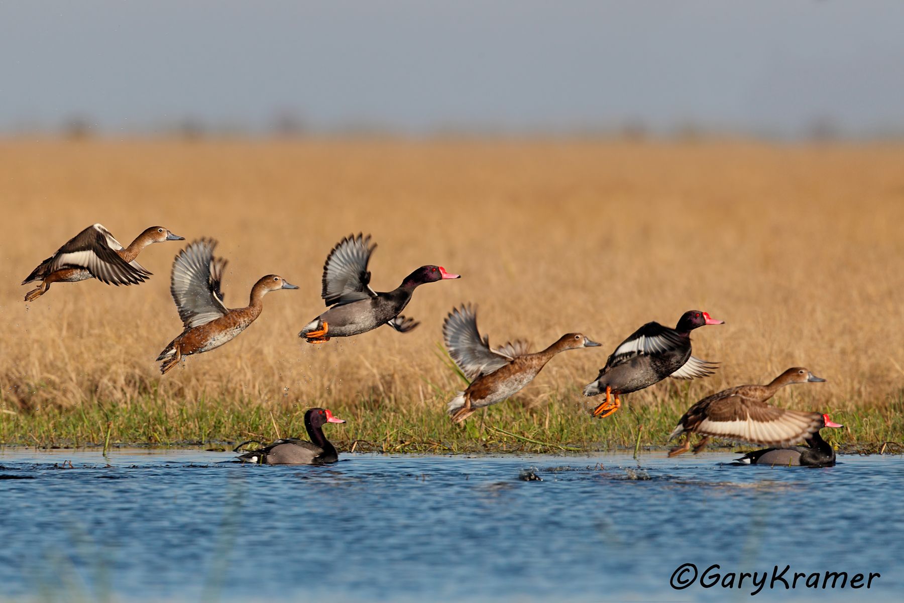 Rosy-billed Pochard (Netta paposaca) - SBWP#163d(2) (Argentina)
