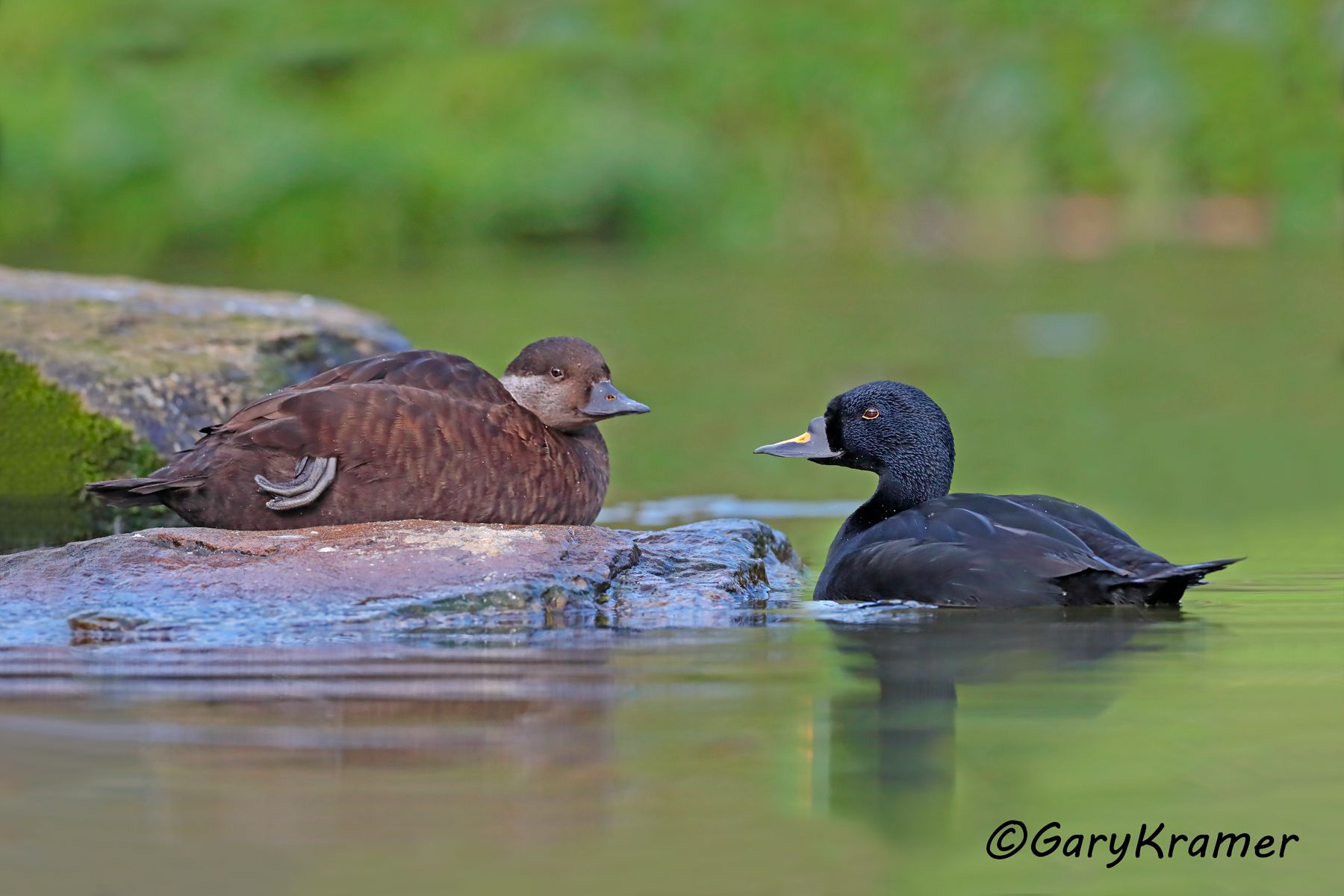 Common Scoter (Mellanita nigra)  Common Scoter (Mellanita nigra) - EBWSn#017d(2)