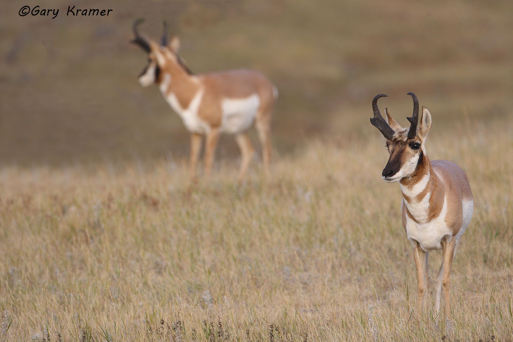Pronghorn (Antilocapra americana) - NMP#261d