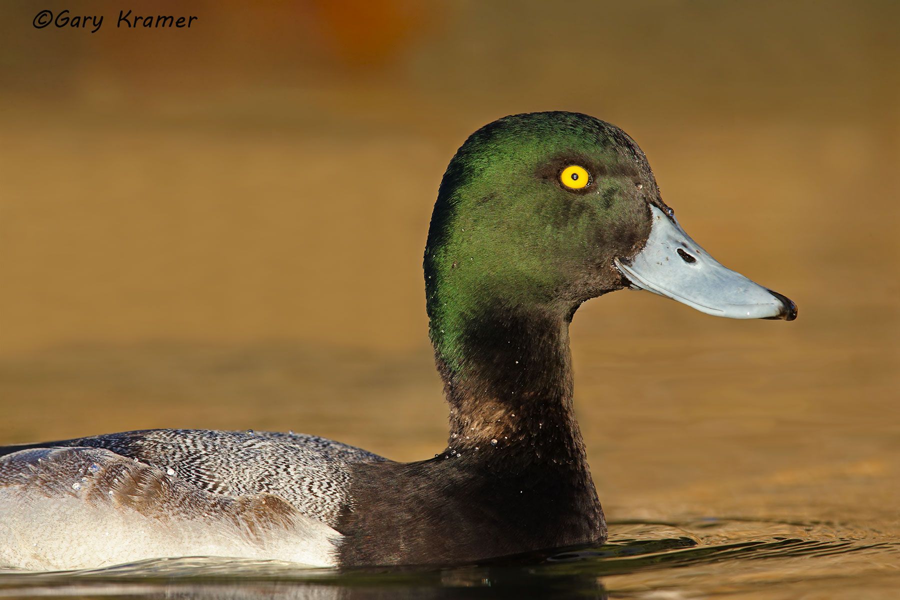 Greater Scaup (Aythya marila) - NBWSga#1138d
