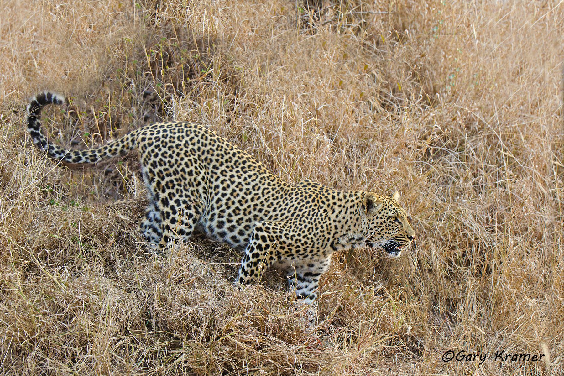 Leopard (Panthera pardus) Leopard (Panthera pardus) - AMPLI#064d