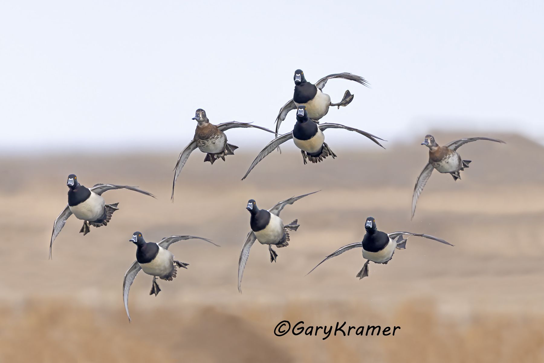Ring-necked Duck (Aythya collaris) Ring-necked Duck (Aythya collaris) - NBWRn#1287d(3)