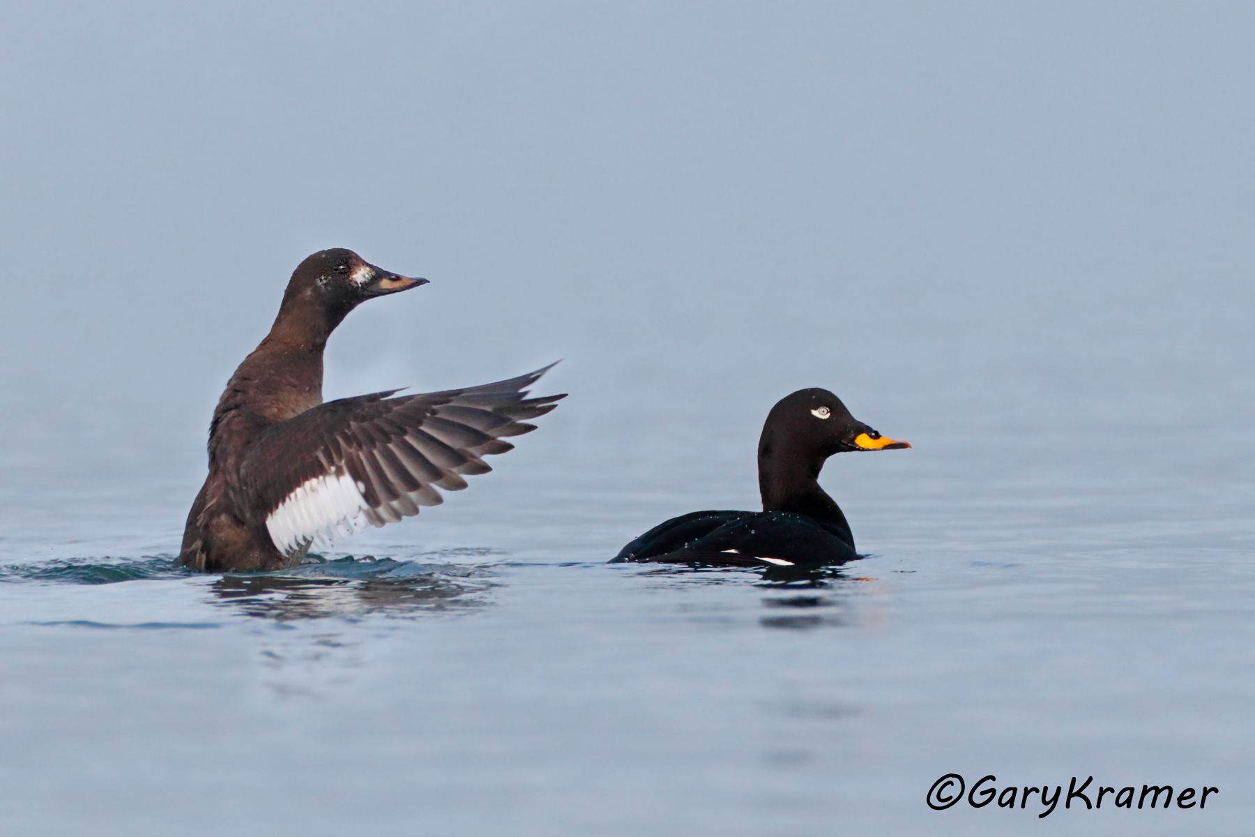 Velvet Scoter (Melanitta fusca)  Velvet Scoter (Melanitta fusca) - EBWSv#122d(2)