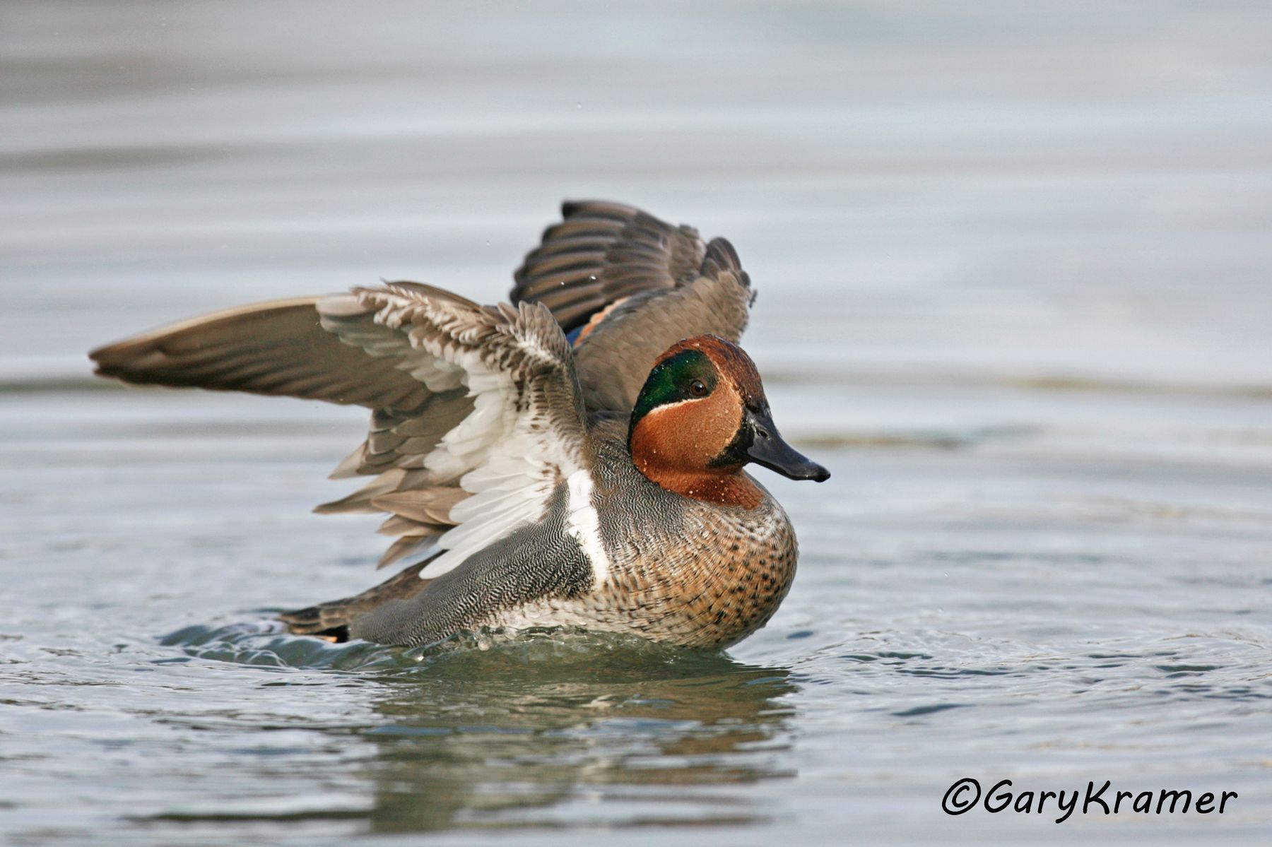 Green-winged Teal (Anas crecca)  Green-winged Teal (Anas crecca) - NBWTg#263d