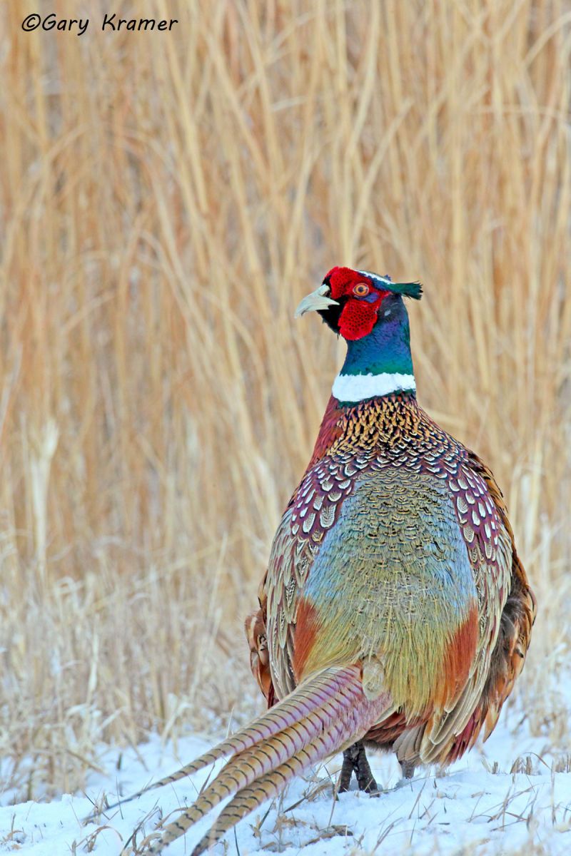 Ring-necked Pheasant (Phasianus colchicus) by GaryKramer.net, 530-934-3873, gkramer@cwo.com Ring-necked Pheasant (Phasianus colchicus) - NBGP#1403d(2)