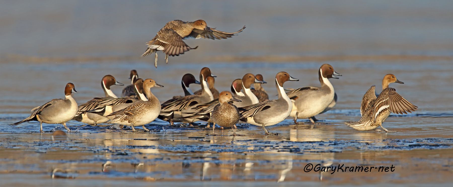 Northern Pintail (Anas acuta) - NBWP#7306d(P)