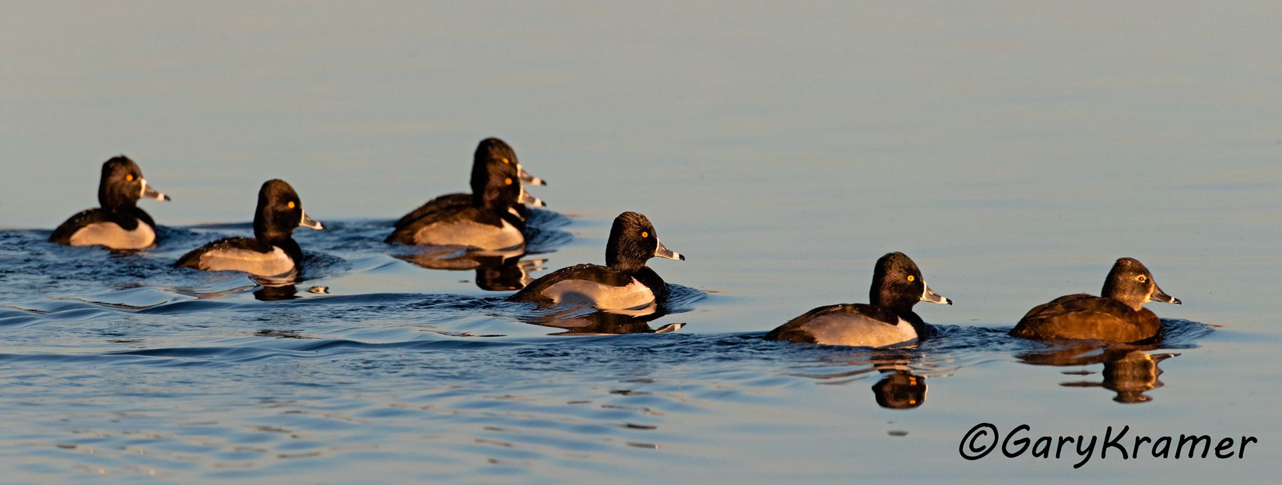 Ring-necked Duck (Aythya collaris) Ring-necked Duck (Aythya collaris) - NBWRn#1051d(P)