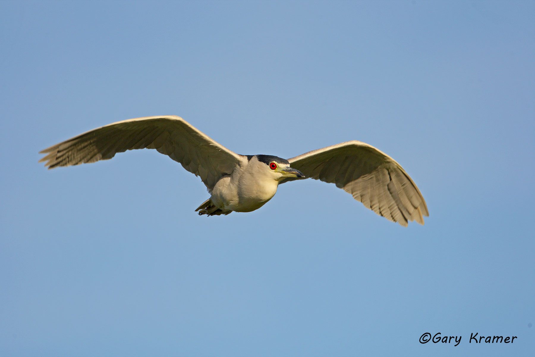 Black-crowned Heron (Nycticorax nycticorax) Black-crowned Heron (Nycticorax nycticorax) - NBHBc#069d