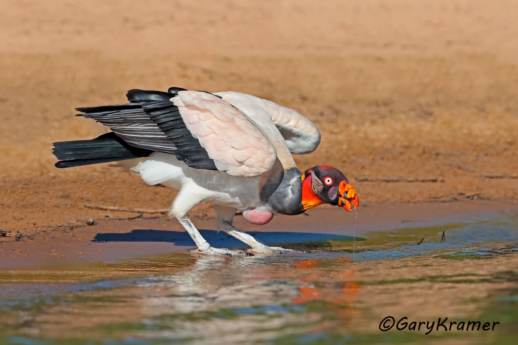 King Vulture (Sarcoramphus papa) - SBVk#036d