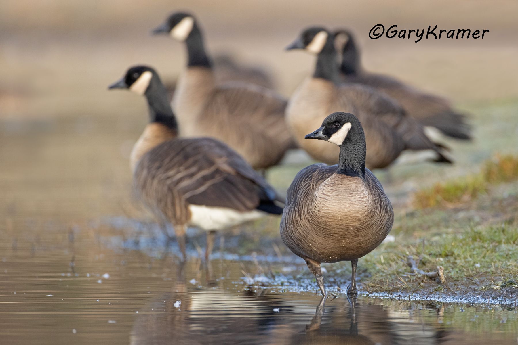 Canada Goose (Dusky) (Branta canadensis occidentalis) - NBWCd#056d