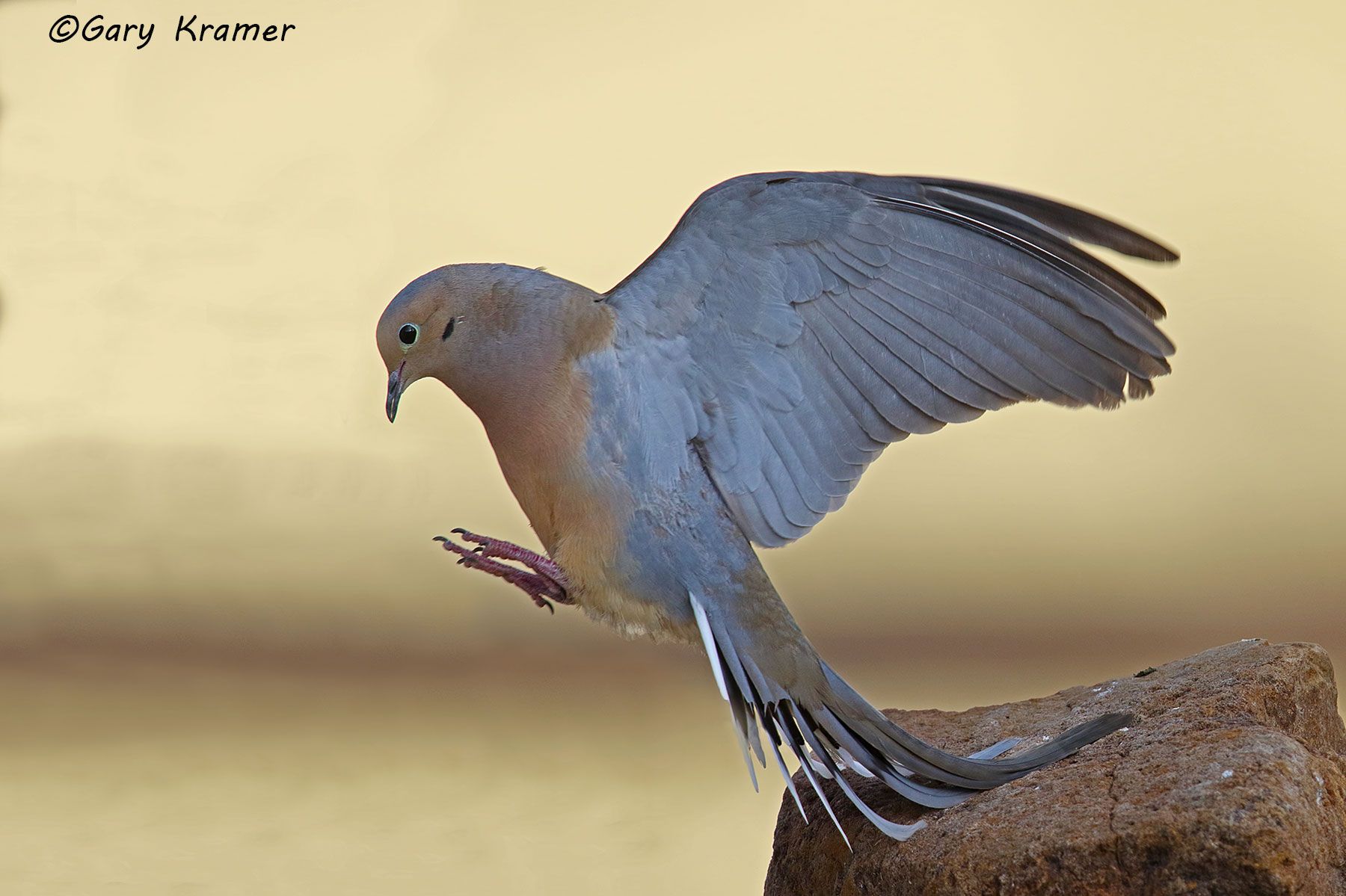 Mourning Dove (Zenaida macroura) - NBDM#487d