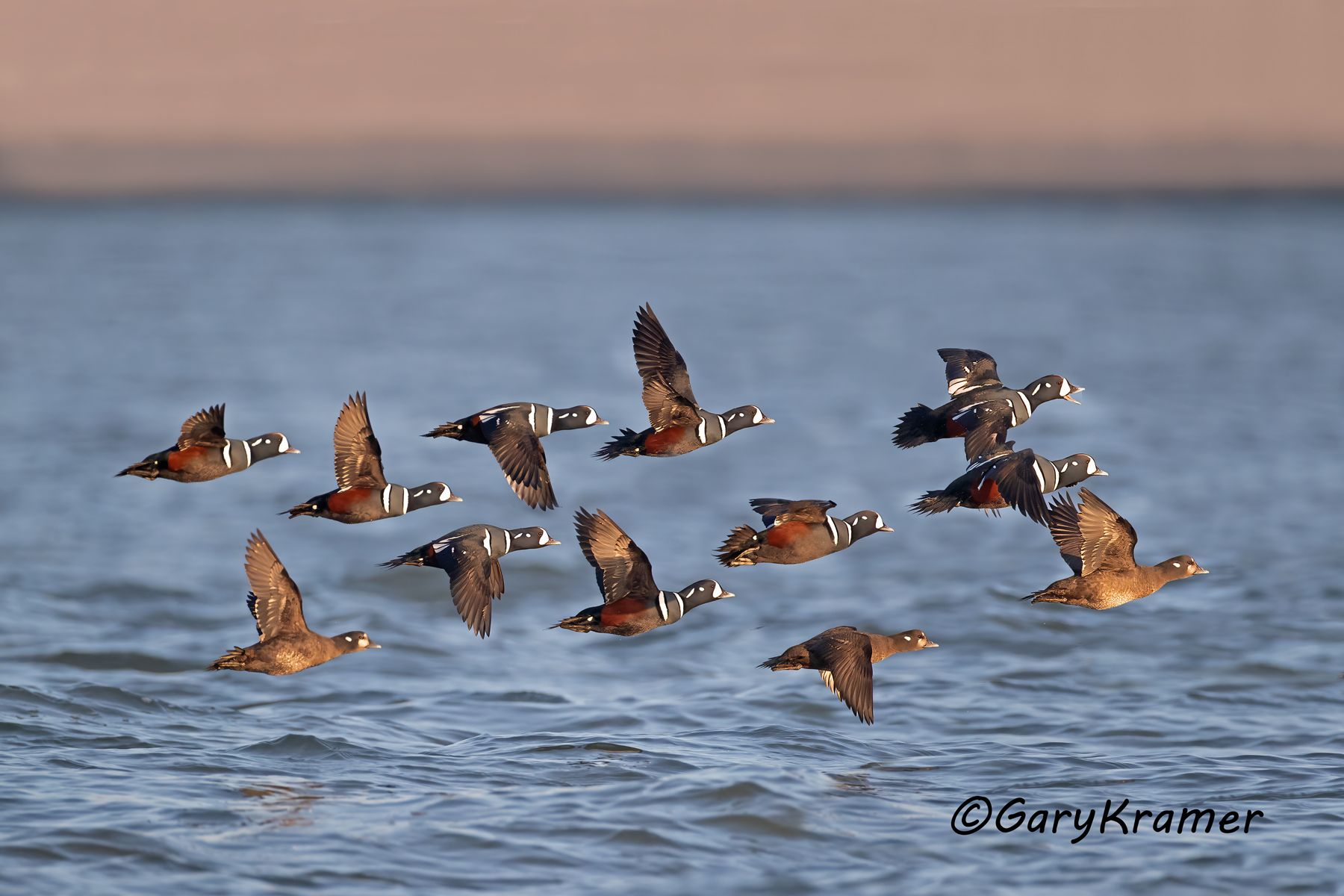 Harlequin Duck (Histrionicus histrionicus) - NBWH#469d(3)