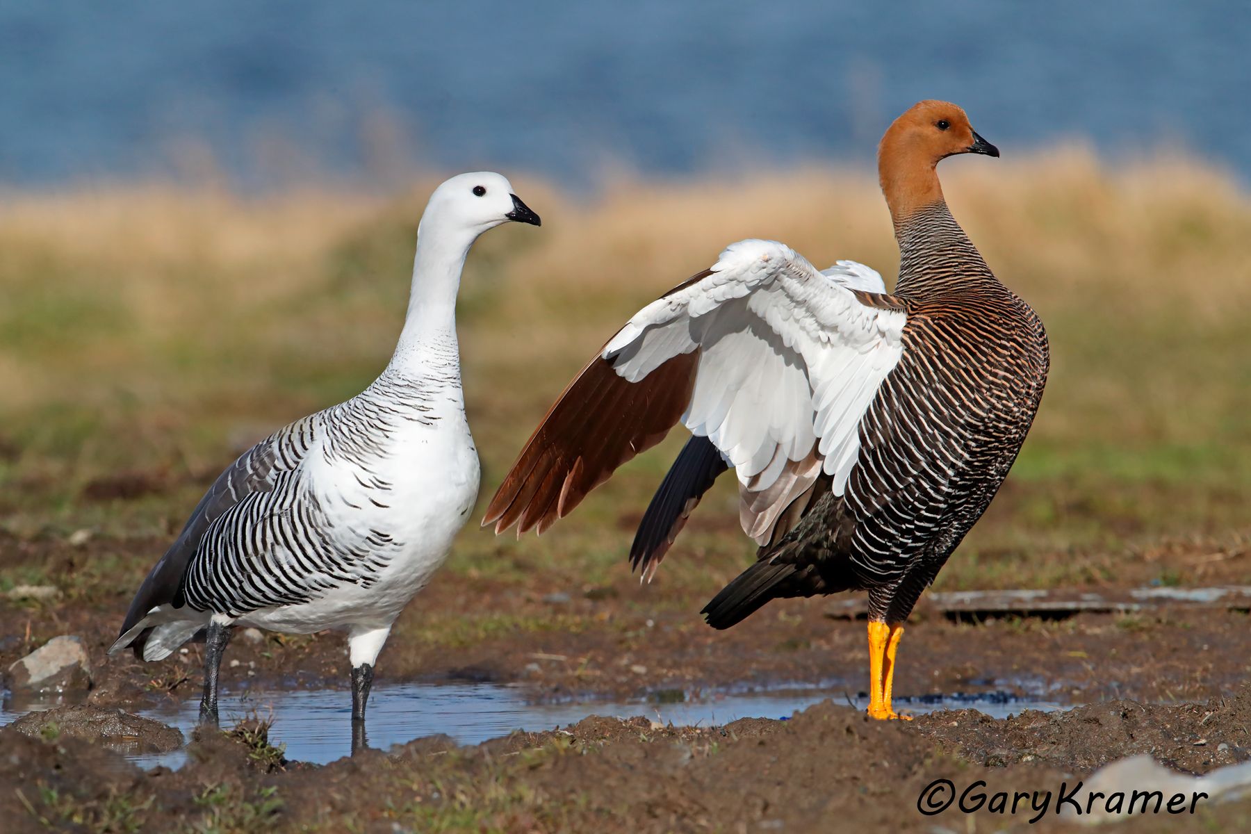 Upland Goose (Chloephaga picta) - SBWG#367d(2) (Chile)