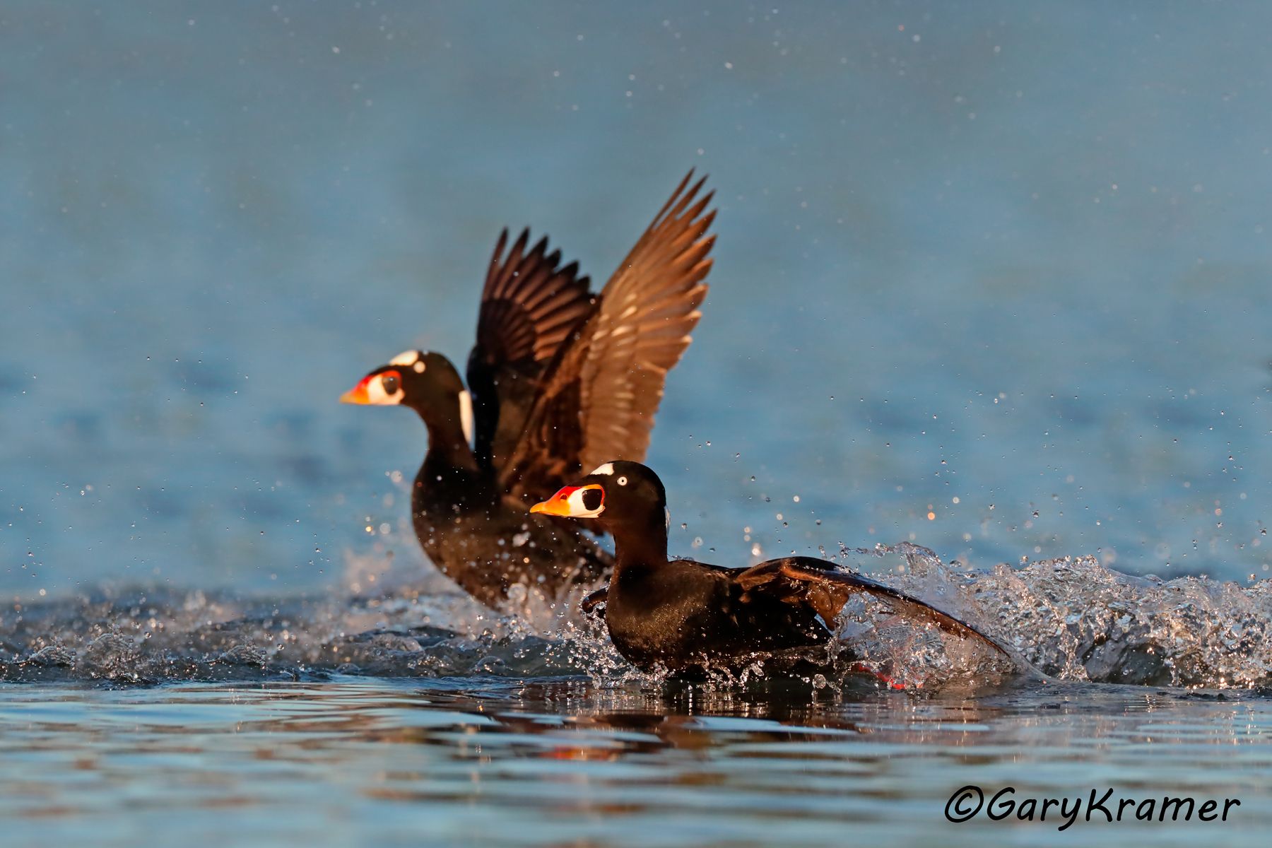 Surf Scoter (Melanitta perspicillata) - NBWSs#547d(2)