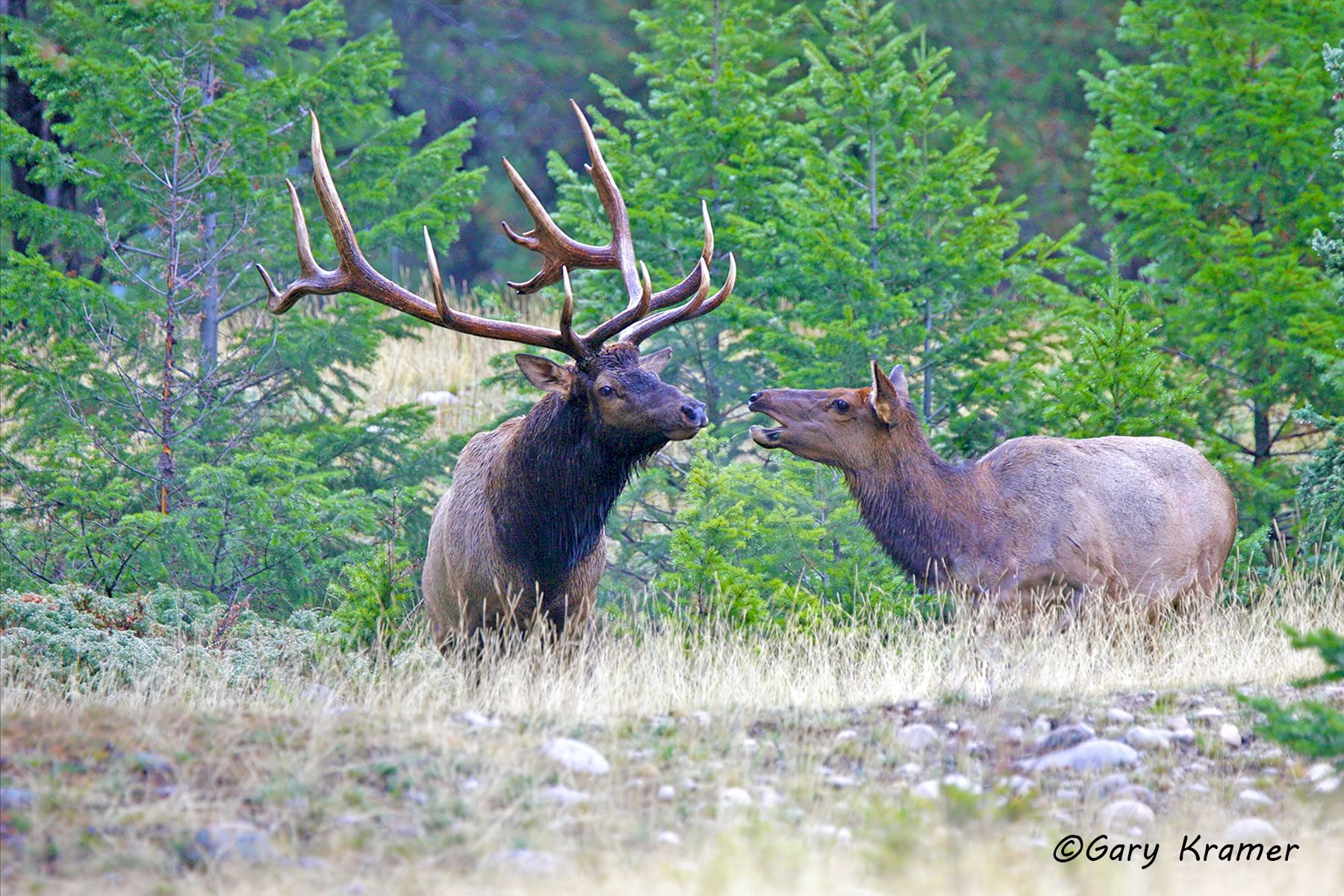Rocky Mountain Elk (Cervus elaphus nelsoni) - NMERm#1487d