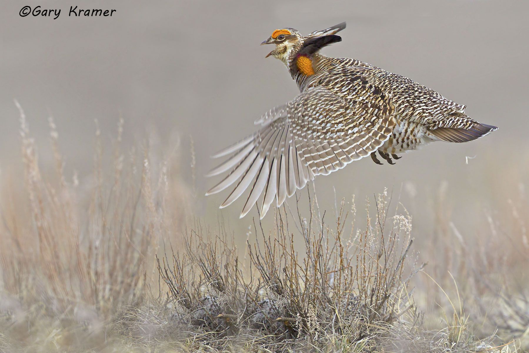 Greater Prairie Chicken (Tympanuchus cupido) - NBGCg#1165d