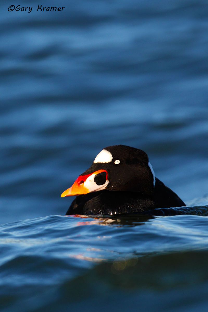 Surf Scoter (Melanitta perspicillata) - NBWSs#365d(2)